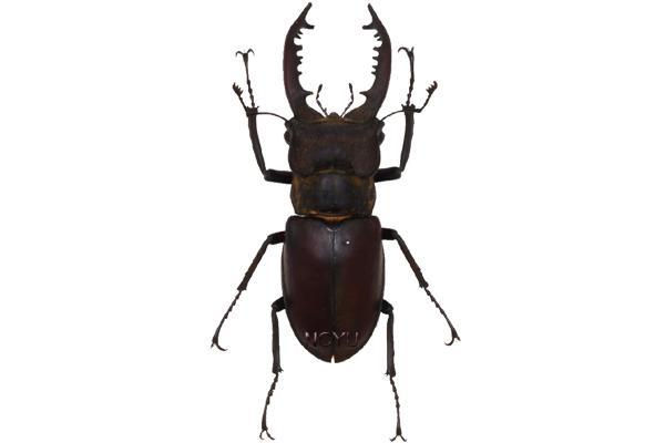學名:Lucanus maculifemoratus taiwanu Miwa, 1936俗名:大圓耳鍬形蟲
