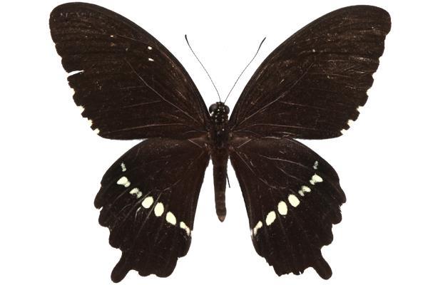 學名:Papilio polytes polytes Linnaeus, 1758俗名:縞鳳蝶、白帶鳳蝶