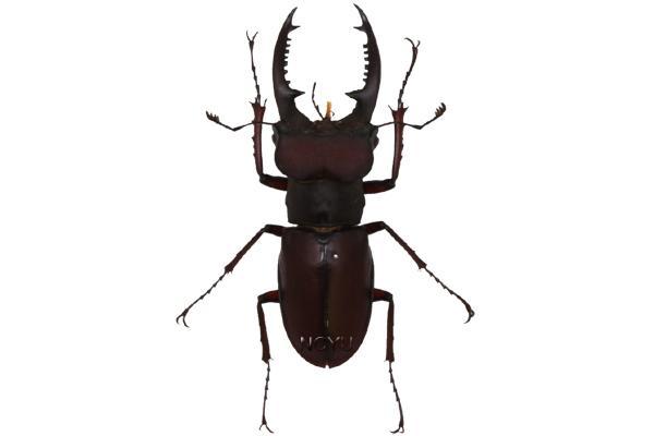 學名:Lucanus swinhoei Parry, 1874俗名:小圓耳深山鍬形蟲