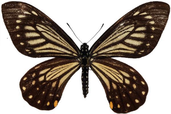 學名:Chilasa epycides melanoleucus Ney, 1911俗名:小黑斑鳳蝶、小褐斑鳳蝶、星斑鳳蝶、黃星斑鳳蝶