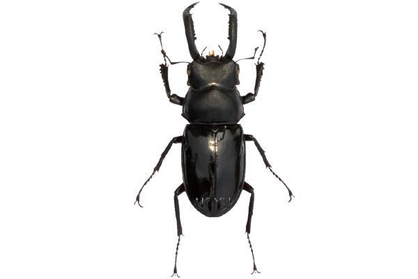 學名:Pseudorhaetus concolor Benesh, 1960俗名:黑偽鹿角鍬形蟲、黑鹿角鍬形蟲