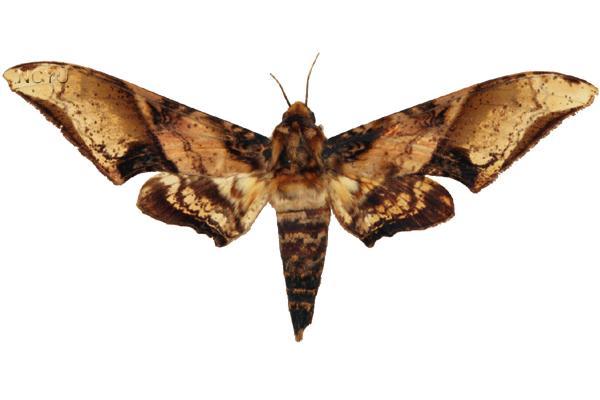 學名:Amblypterus mansoni takamukui Matsumura, 1930俗名:福木天蛾
