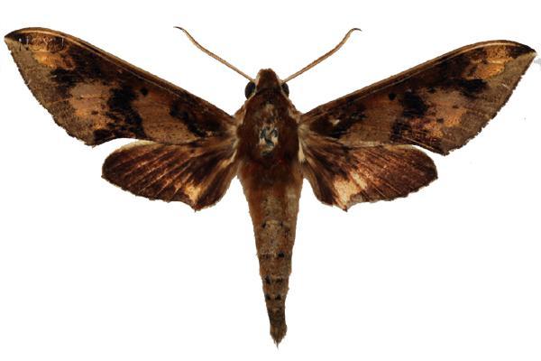 學名:Rhagastis binoculata Matsumura, 1909