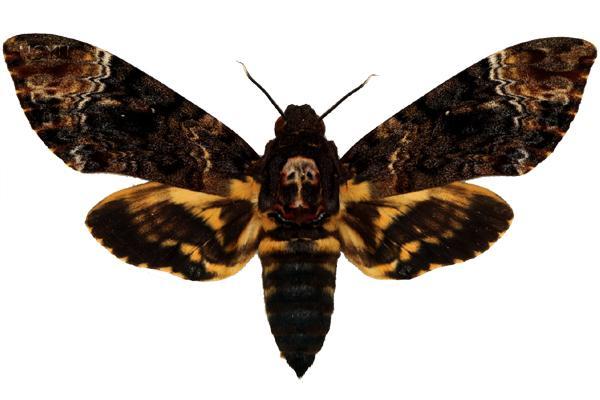 學名:Acherontia lachesis Fabricius, 1798俗名:鬼臉天蛾、鬼面天蛾