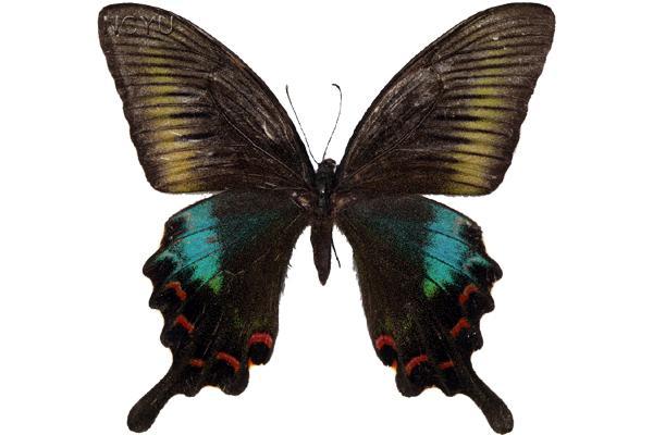學名:Papilio bianor kotoensis Sonan, 1927俗名:翠鳳蝶蘭嶼亞種、?琍帶鳳蝶、蘭嶼碧鳳蝶、碧鳳蝶蘭嶼亞種、中華翠鳳蝶