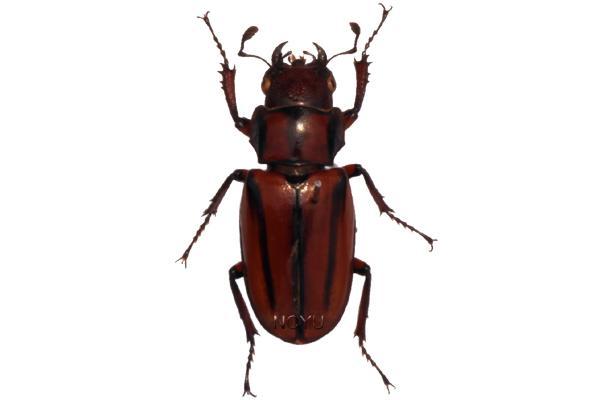 學名:Cyclommatus albersi asahinai Kurosawa, 1974俗名:艷細紅鍬形蟲、有澤細身赤鍬形蟲