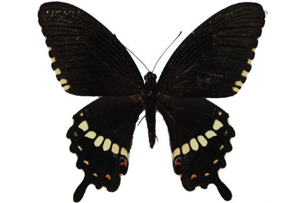 學名:Papilio polytes polytes Linnaeus, 1758俗名:縞鳳蝶、白帶鳳蝶