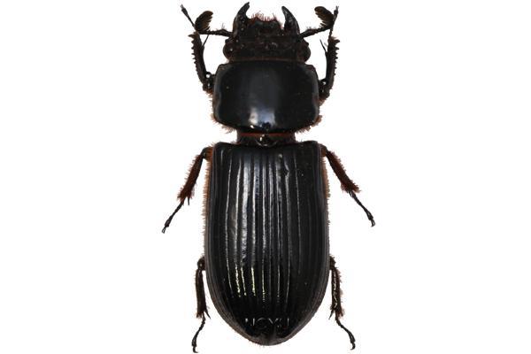 學名:Aceraius grandis Burmeister, 1847俗名:大黑艷蟲、黑蜣、黑豔甲