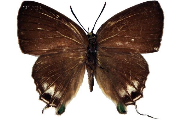 學名:Artipe eryx horiella Matsumura, 1929俗名:綠灰蝶、綠背小灰蝶、綠裏小灰蝶、梔子灰蝶、綠底灰蝶