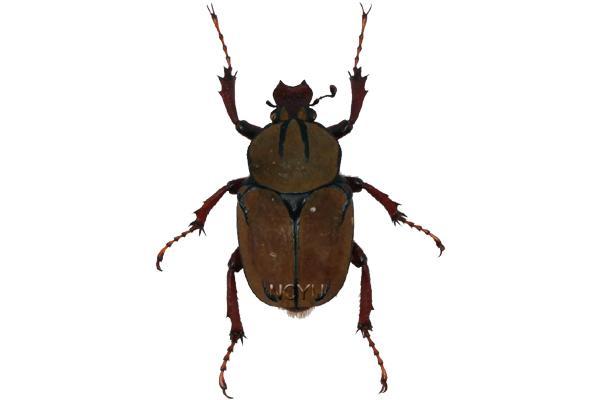 學名:Dicranocephalus bourgoini Pouillaude, 1913俗名:台灣角金龜