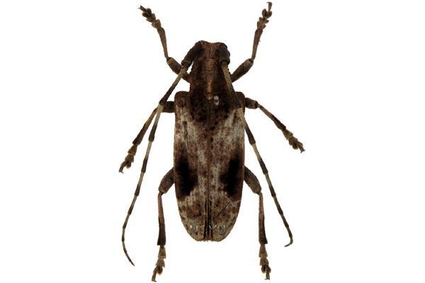 學名:Blepephaeus succinctor Chevrolat, 1852俗名:曇紋粗天牛