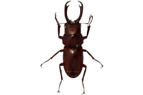 學名:Prosopocoilus formosanus Miwa, 1929俗名:扁齒鋸鍬形蟲 、薄翅鋸鍬形蟲、薄顎鍬形蟲