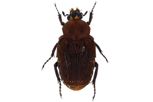 學名:Taeniodera flavofasciata formosana Moser, 1910俗名:黃帶穿花金龜