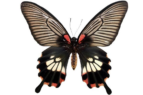 學名:Papilio memnon heronus Fruhstorfer, 1902俗名:美鳳蝶、長崎鳳蝶、甄蝶、甌蝶