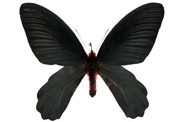 學名:Atrophaneura horishana Matsumura, 1910俗名:桃紅鳳蝶、無尾紅紋鳳蝶