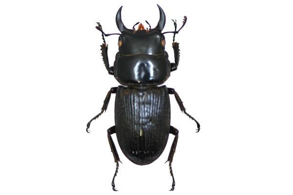 學名:Dorcus miwai Benesh, 1936俗名:三輪大鍬形蟲