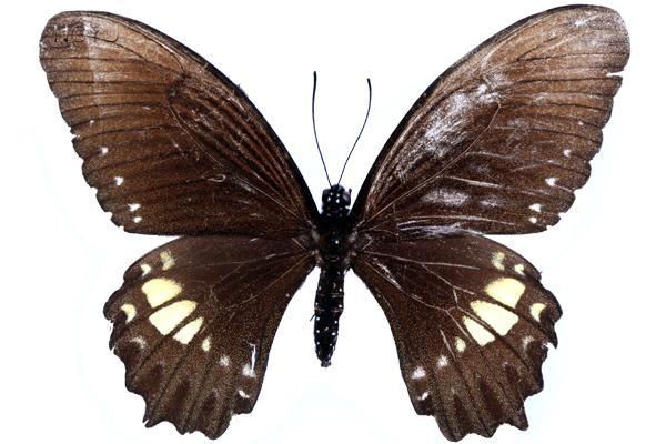 學名:Papilio castor formosanus Rothschild, 1896俗名:玉牙鳳蝶、無尾黃紋鳳蝶、無尾螣蝶、無尾白斑鳳蝶