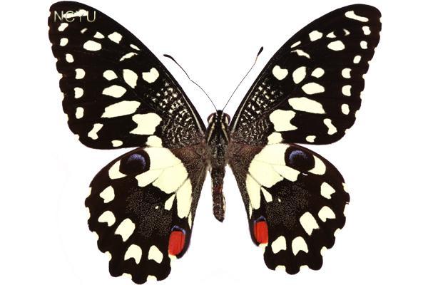 學名:Papilio demoleus Linnaeus, 1758俗名:黃斑鳳蝶、達摩鳳蝶、花鳳蝶