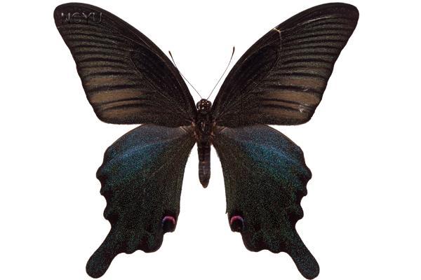 學名:Papilio dialis tatsuta Murayama, 1970俗名:穹翠鳳蝶、南亞翠鳳蝶