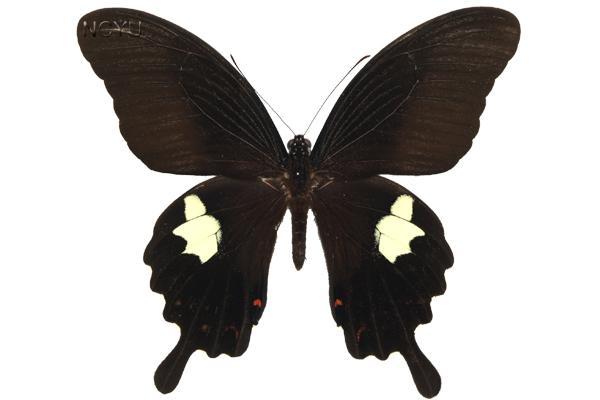 學名:Papilio helenus fortunius Fruhstorfer, 1908俗名:楞鳳蝶、玉斑鳳蝶、黃紋鳳蝶、螣蝶