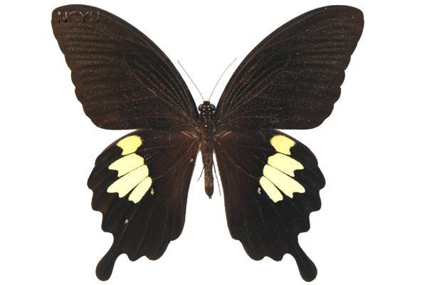 學名:Papilio nephelus chaonulus Fruhstorfer, 1908俗名:台灣白紋鳳蝶、寬帶鳳蝶、台灣黃紋鳳蝶、臺灣螣蝶、四斑愣鳳蝶、黃緣鳳蝶