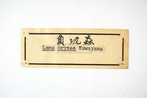 中文種名:負泥蟲學名:Oulema oryzae (Kuwayama, 1931)俗名:稻泥蟲, 稻葉蟲俗名（英文）:Rice leaf beetle