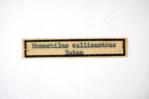 中文種名:黑鐵甲蟲學名:Hispellinus callicanthus (Bates, 1866)
