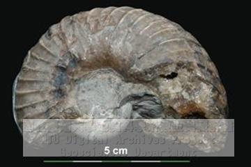 中文標本名稱:新希瓦格(蜓)[石灰岩]英文標本名稱:Mesopachydiscus haradai