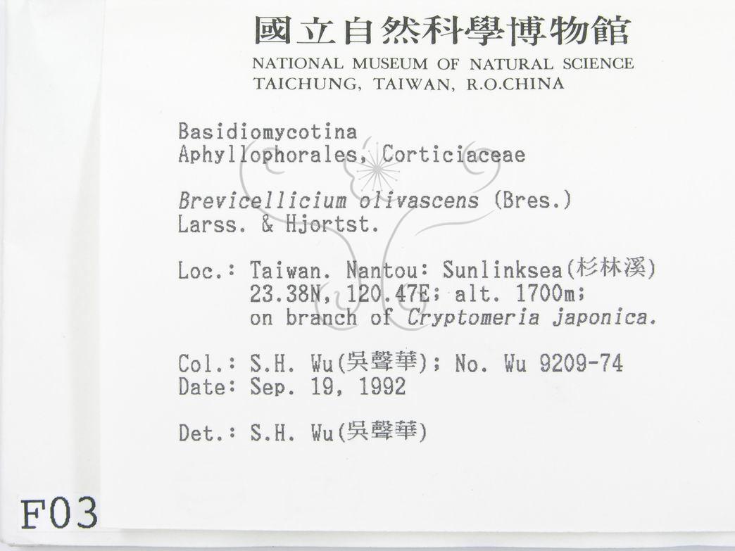 學名:Brevicellicium olivascens