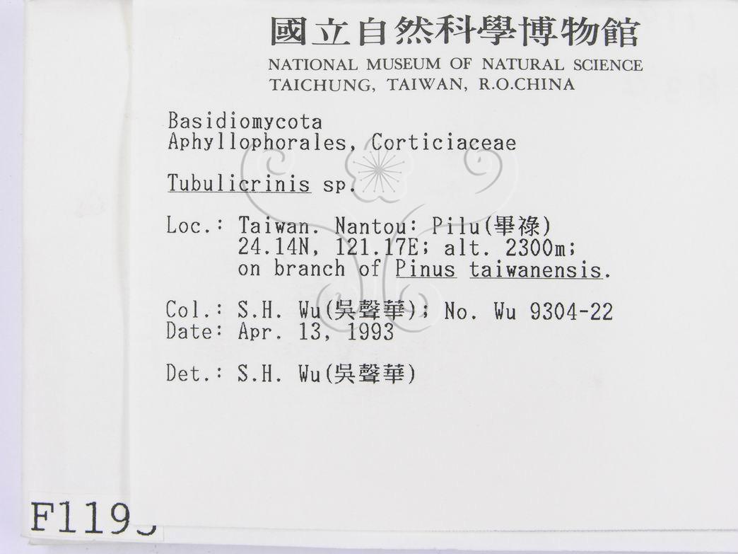 學名:Tubulicrinis sp.