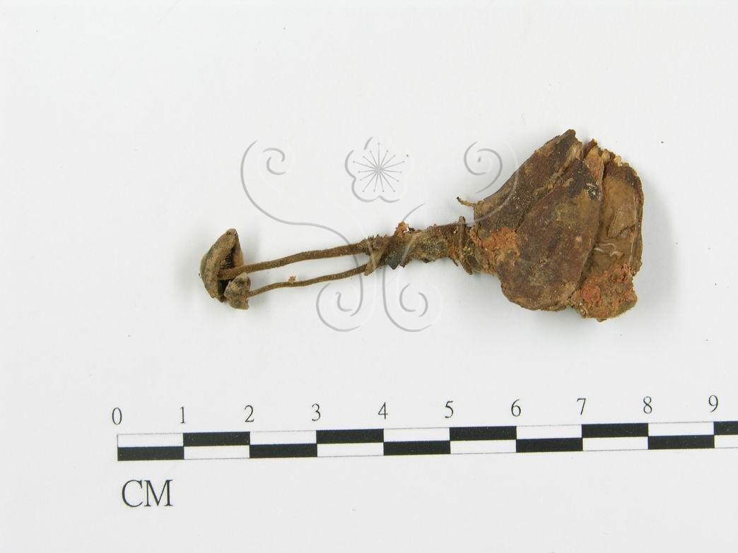 學名:Auriscalpium vulgare
