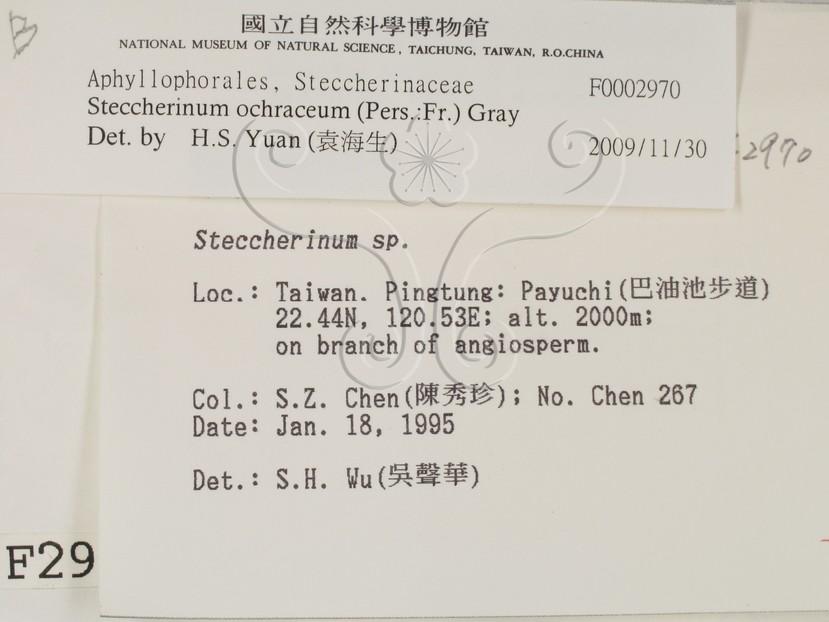 學名:Steccherinum ochraceum