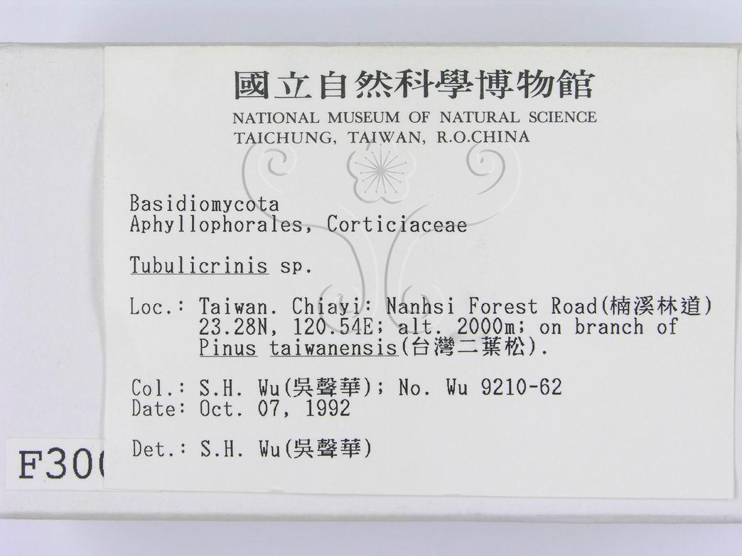 學名:Tubulicrinis sp.