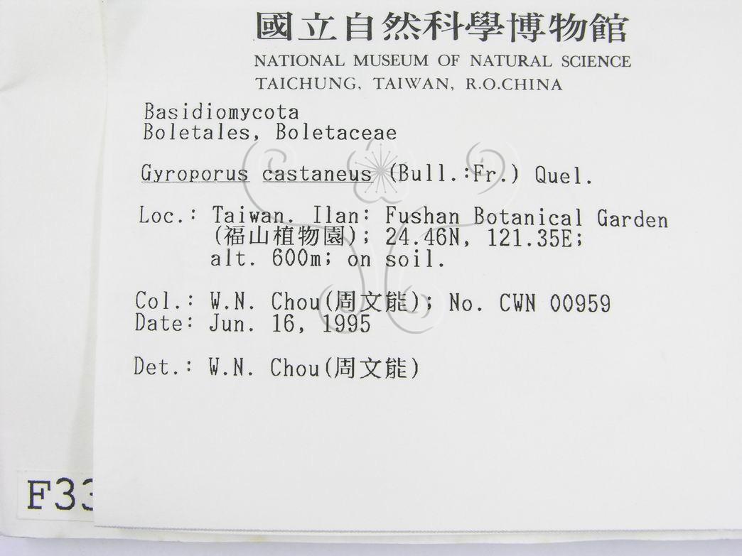 學名:Gyroporus castaneus