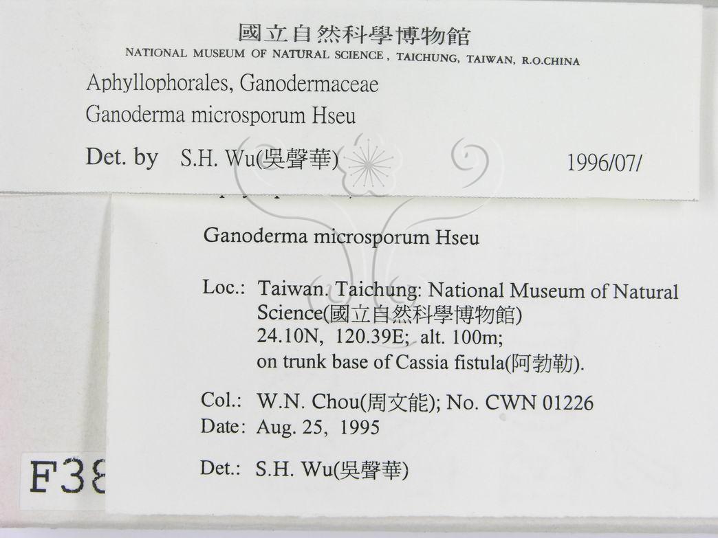 學名:Ganoderma microsporum