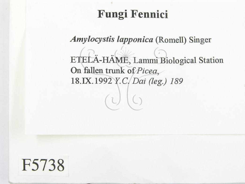 學名:Amylocystis lapponica