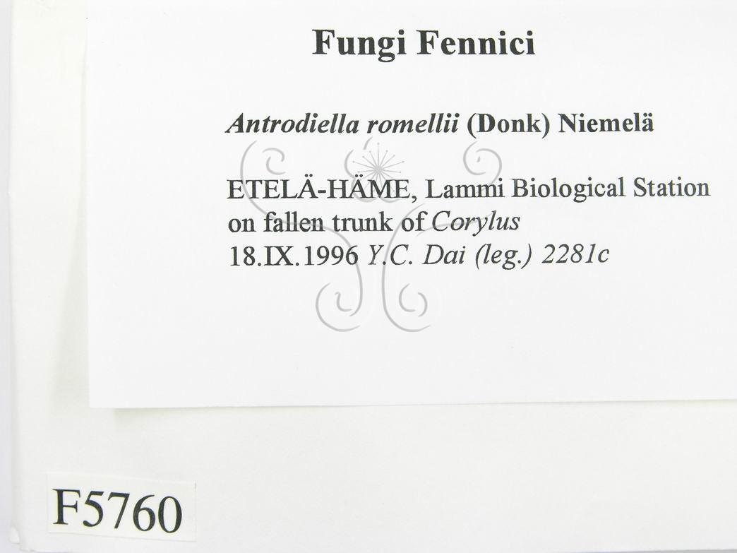 學名:Antrodiella romellii