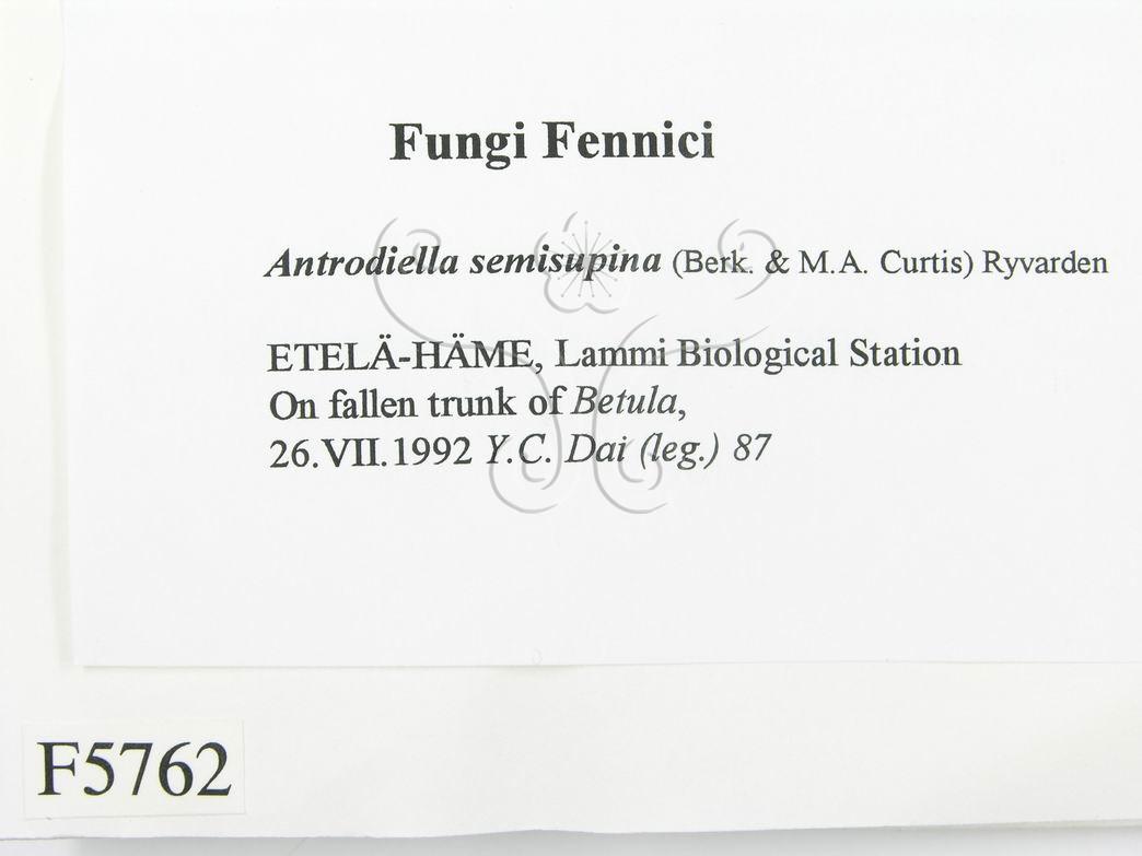 學名:Antrodiella semisupina
