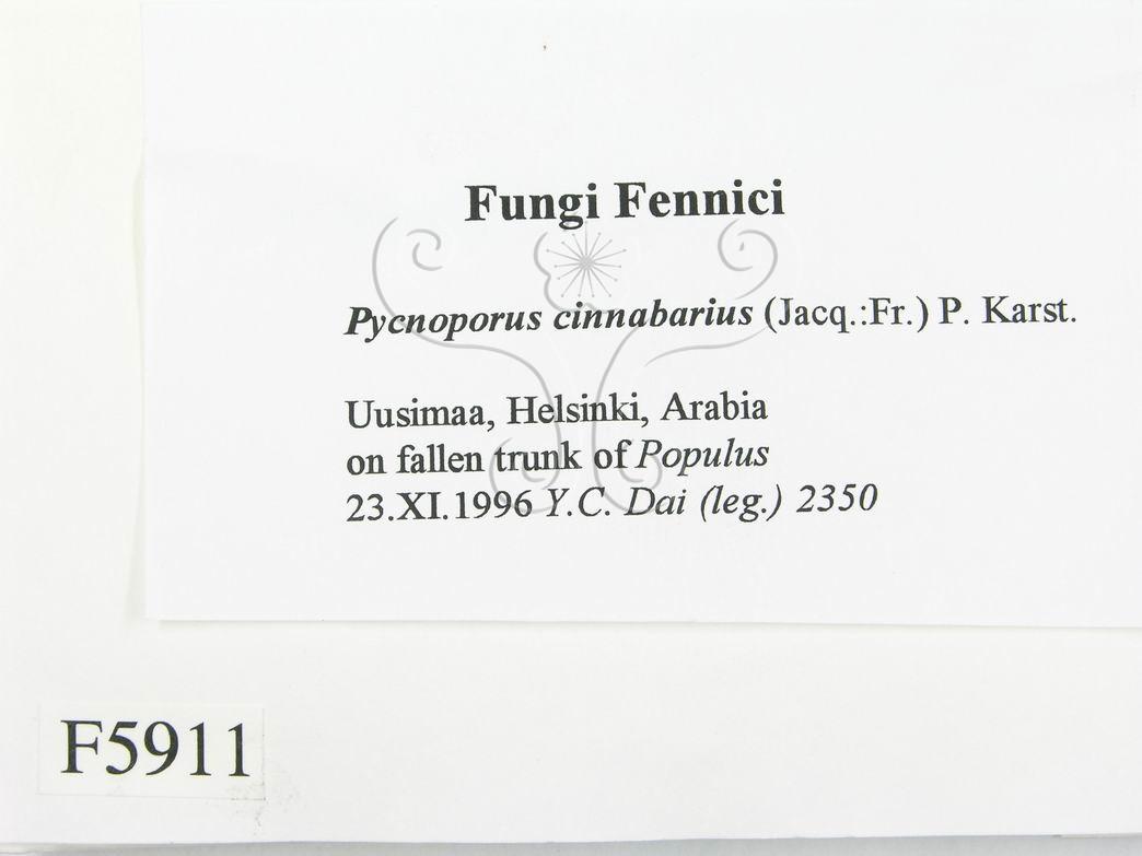 學名:Pycnoporus cinnabarinus