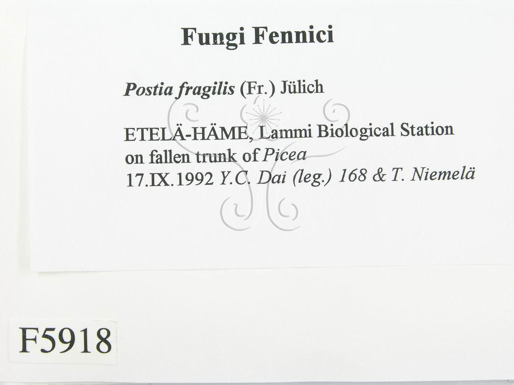 學名:Postia fragilis