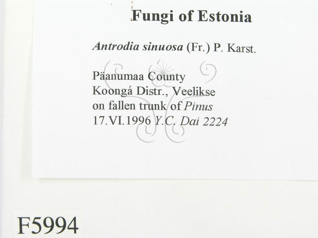 學名:Antrodia sinuosa