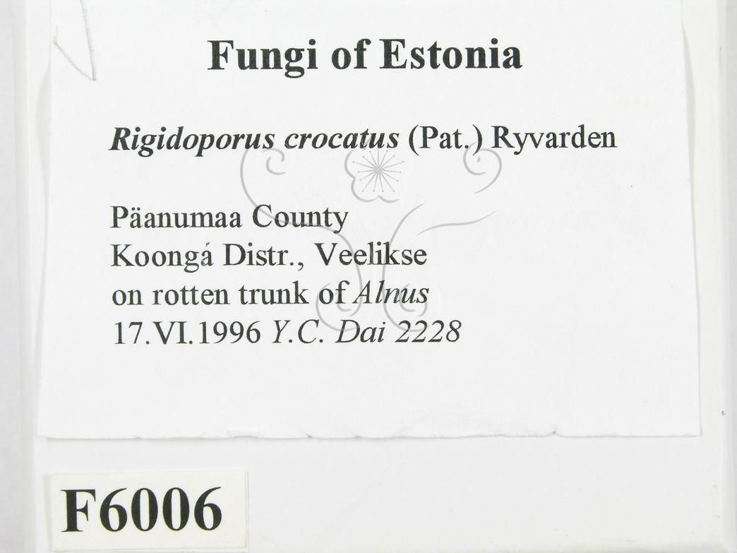 學名:Rigidoporus crocatus