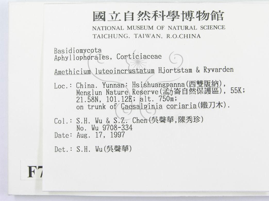 學名:Amethicium luteoincrustatum