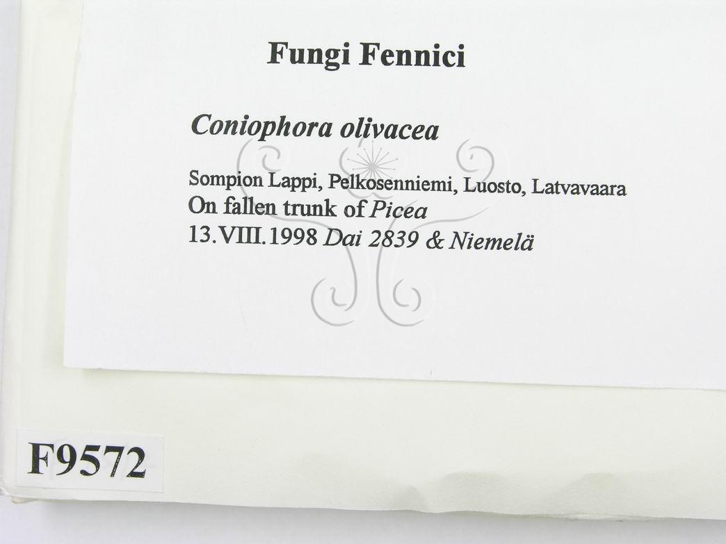 學名:Coniophora olivacea