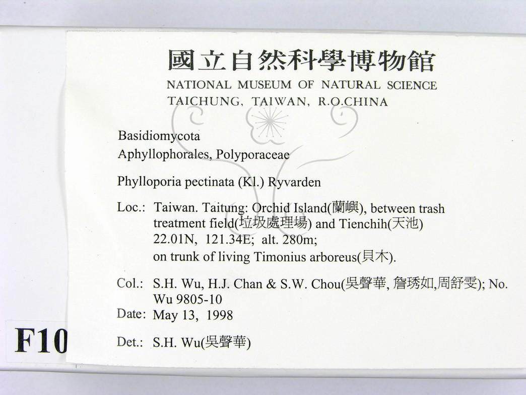 學名:Phylloporia pectinata