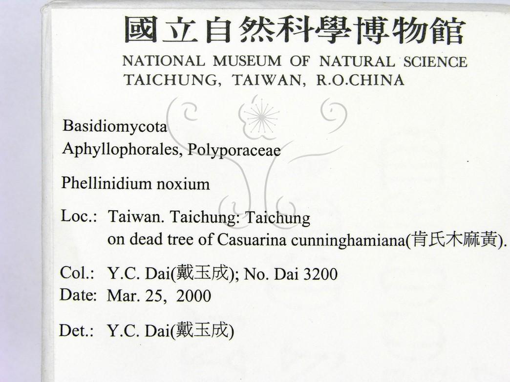 學名:Phellinidium noxium