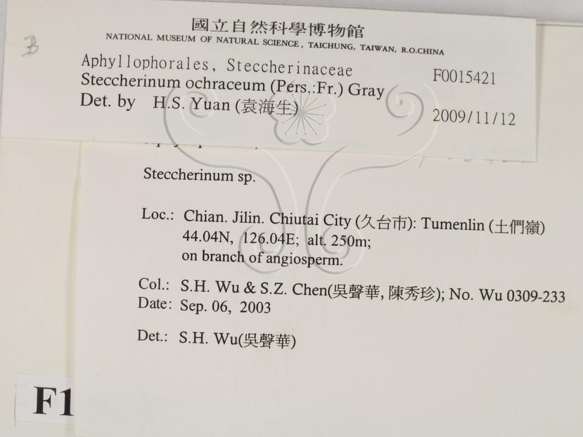 學名:Steccherinum ochraceum