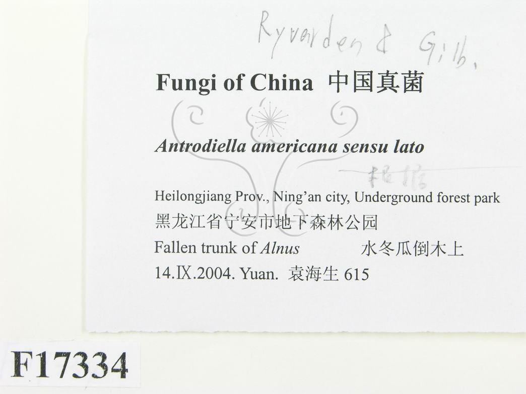 學名:Antrodiella americana