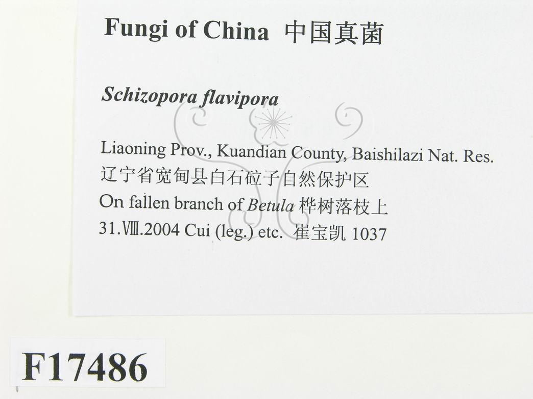 學名:Schizopora flavipora