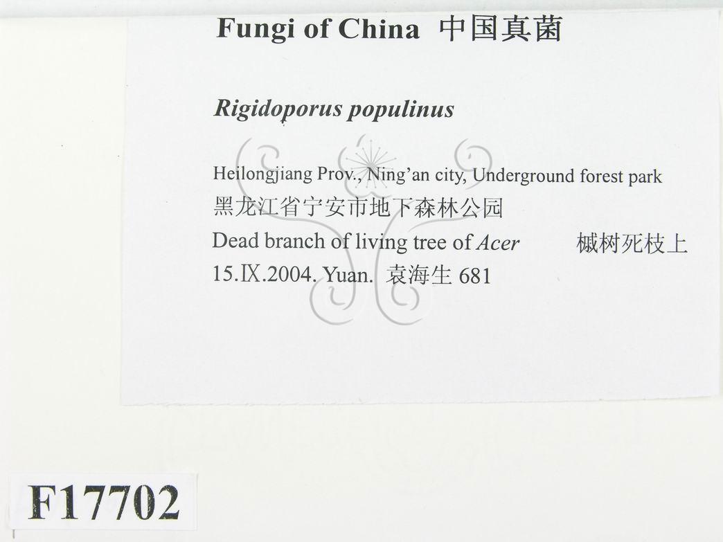學名:Rigidoporus populinus